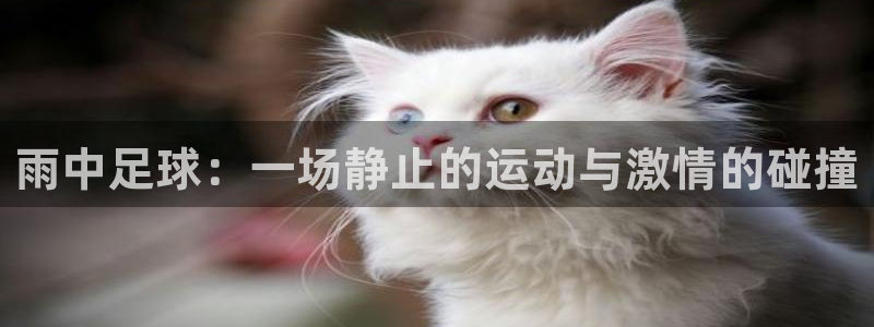  雨中足球：一场静止的运动与激情的碰撞